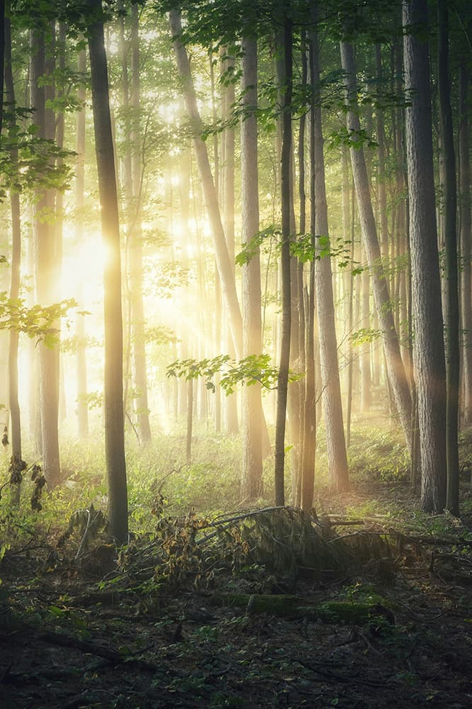 Contatto con la natura foresta