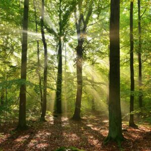 Lisa Luna Zancanaro Forest Bathing